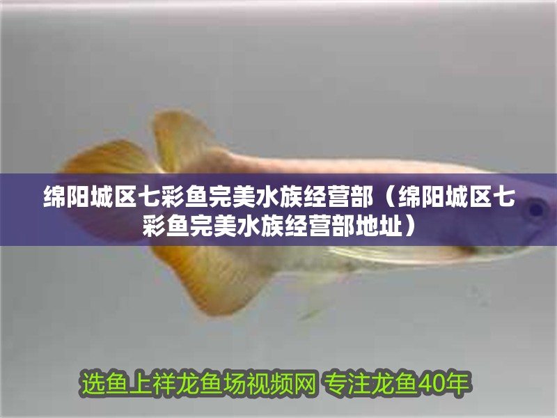 綿陽(yáng)城區(qū)七彩魚(yú)完美水族經(jīng)營(yíng)部（綿陽(yáng)城區(qū)七彩魚(yú)完美水族經(jīng)營(yíng)部地址）