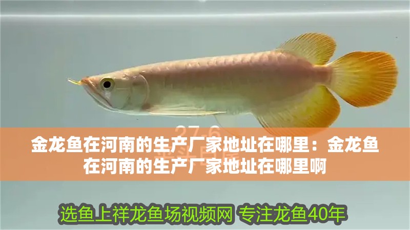 金龍魚在河南的生產廠家地址在哪里：金龍魚在河南的生產廠家地址在哪里啊