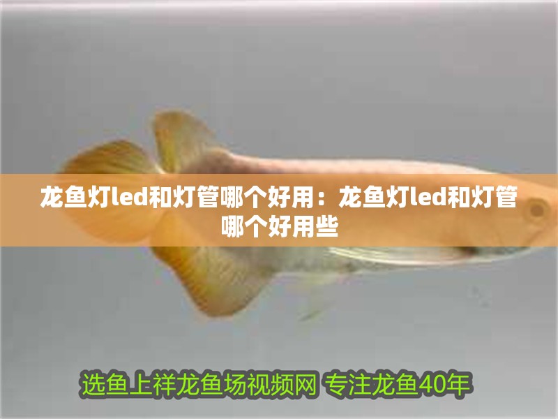 龍魚燈led和燈管哪個好用：龍魚燈led和燈管哪個好用些