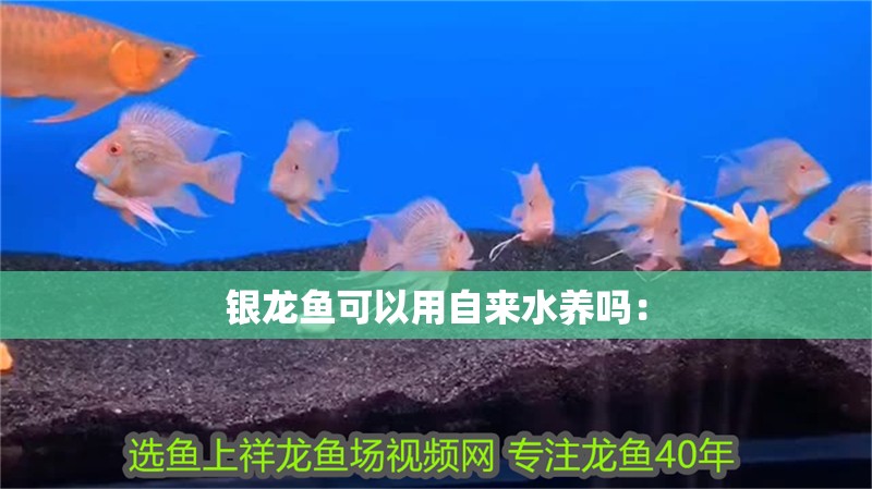 銀龍魚可以用自來水養(yǎng)嗎：