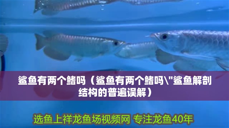 鯊魚有兩個鰭嗎（鯊魚有兩個鰭嗎\