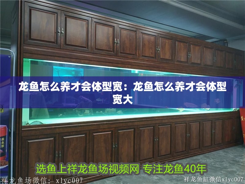 龍魚怎么養才會體型寬：龍魚怎么養才會體型寬大