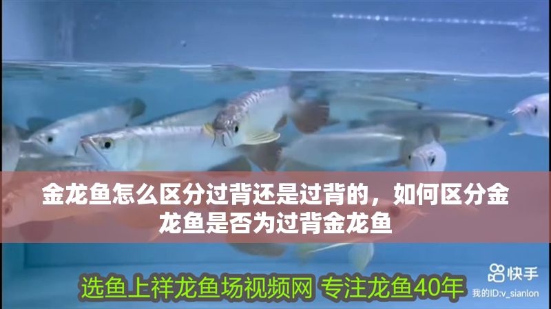 金龍魚怎么區分過背還是過背的，如何區分金龍魚是否為過背金龍魚