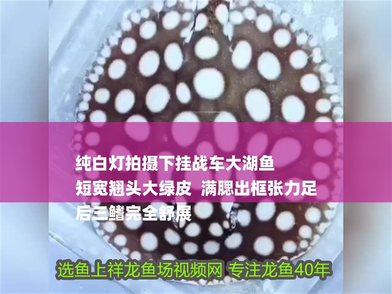 純白燈拍攝下掛戰車大湖魚 短寬翹頭大綠皮 滿腮出框張力足 后三鰭完全舒展