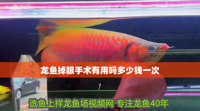 龍魚掉眼手術有用嗎多少錢一次