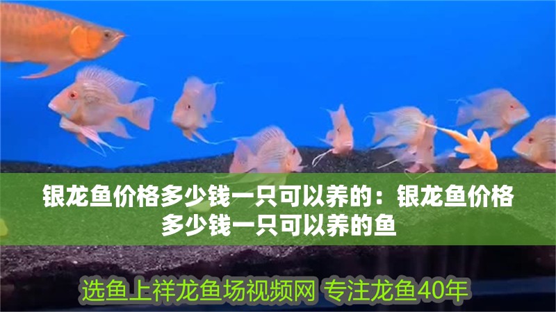 銀龍魚價格多少錢一只可以養的：銀龍魚價格多少錢一只可以養的魚