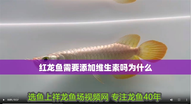 紅龍魚(yú)需要添加維生素嗎為什么