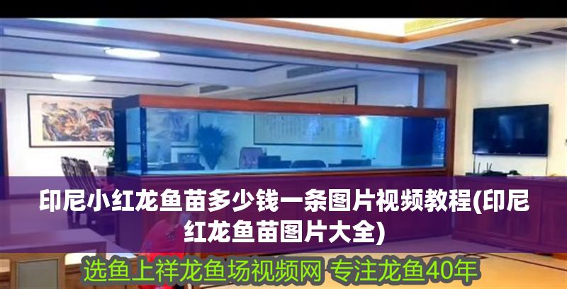 印尼小紅龍魚苗多少錢一條圖片視頻教程(印尼紅龍魚苗圖片大全)