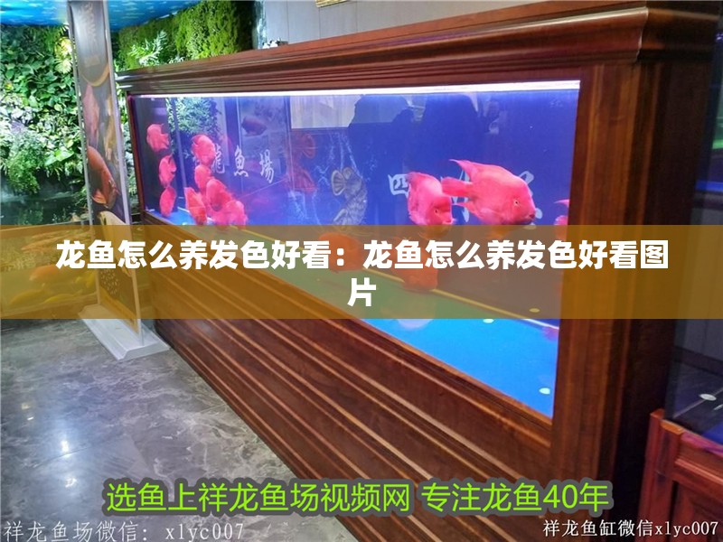 龍魚怎么養發色好看：龍魚怎么養發色好看圖片