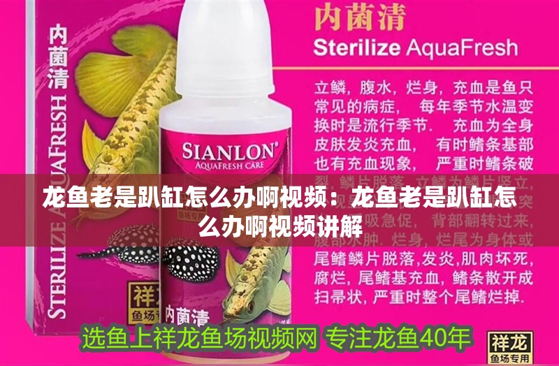 龍魚老是趴缸怎么辦啊視頻：龍魚老是趴缸怎么辦啊視頻講解
