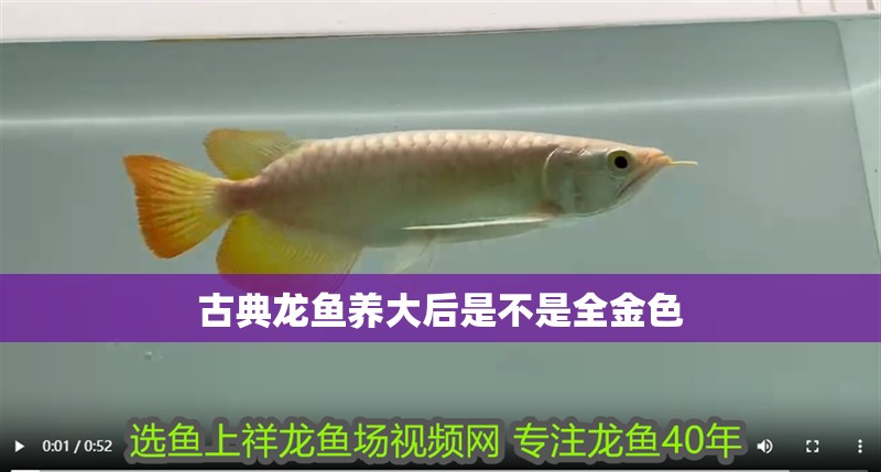 古典龍魚養大后是不是全金色 龍魚百科 第2張 古典龍魚養大后是不是全金色 古典龍魚養大后是不是全金色 龍魚百科 第2張