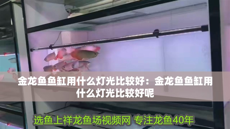 金龍魚魚缸用什么燈光比較好：金龍魚魚缸用什么燈光比較好呢