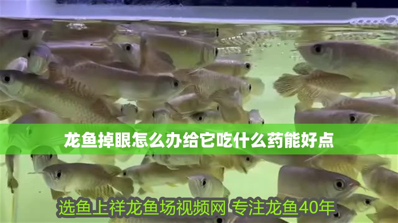龍魚掉眼怎么辦給它吃什么藥能好點