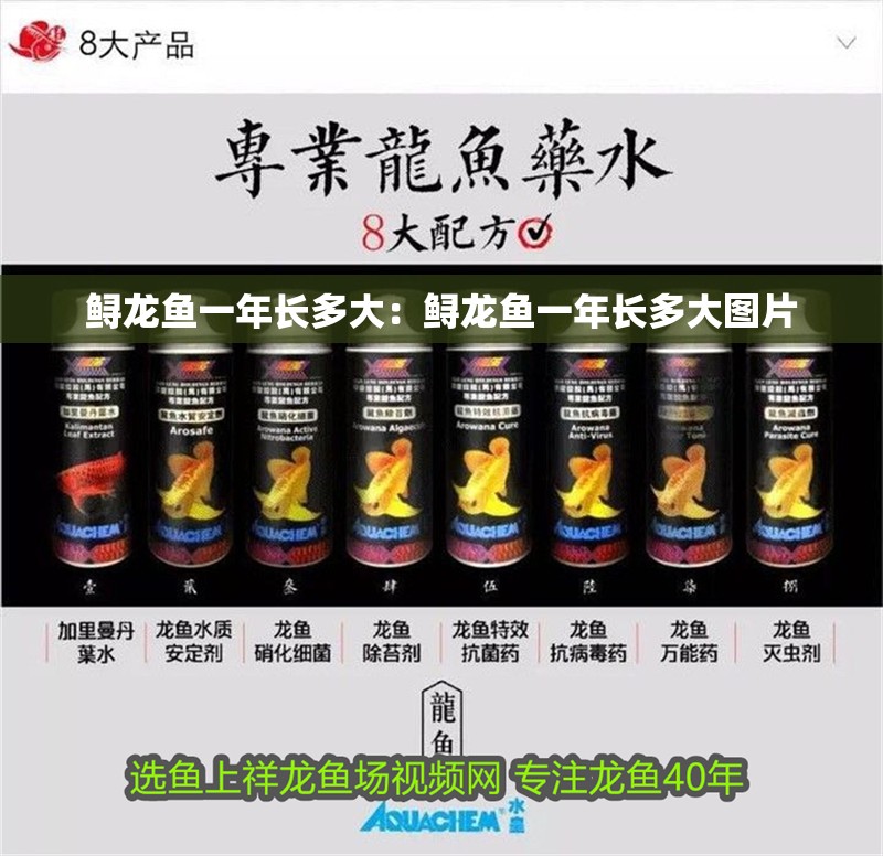 鱘龍魚一年長多大：鱘龍魚一年長多大圖片