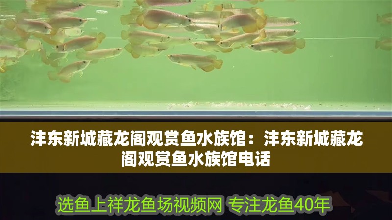 灃東新城藏龍閣觀賞魚水族館：灃東新城藏龍閣觀賞魚水族館電話