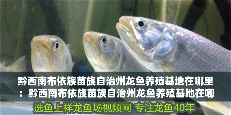黔西南布依族苗族自治州龍魚養殖基地在哪里：黔西南布依族苗族自治州龍魚養殖基地在哪里
