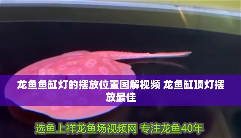 龍魚魚缸燈的擺放位置圖解視頻 龍魚缸頂燈擺放最佳