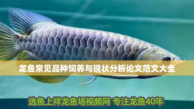 龍魚常見品種飼養(yǎng)與現(xiàn)狀分析論文范文大全