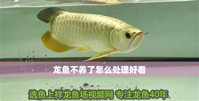 龍魚不養了怎么處理好看