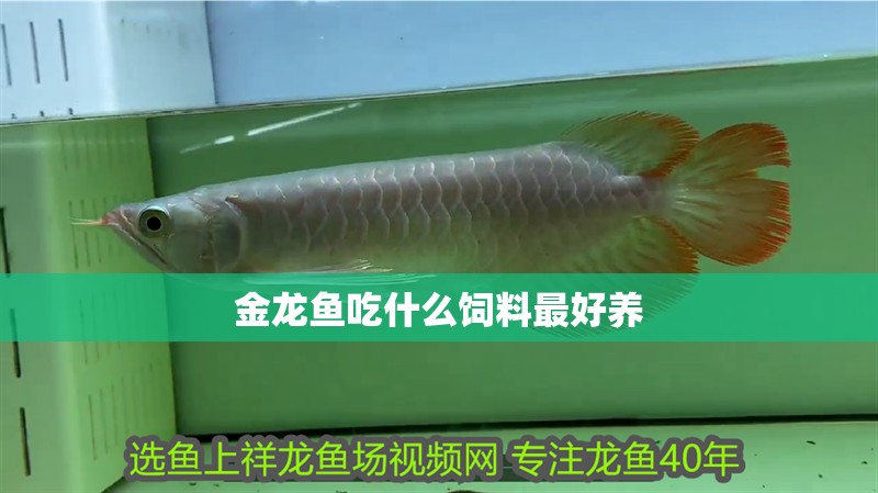 金龍魚吃什么飼料最好養