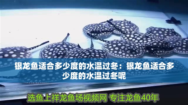 銀龍魚適合多少度的水溫過冬：銀龍魚適合多少度的水溫過冬呢