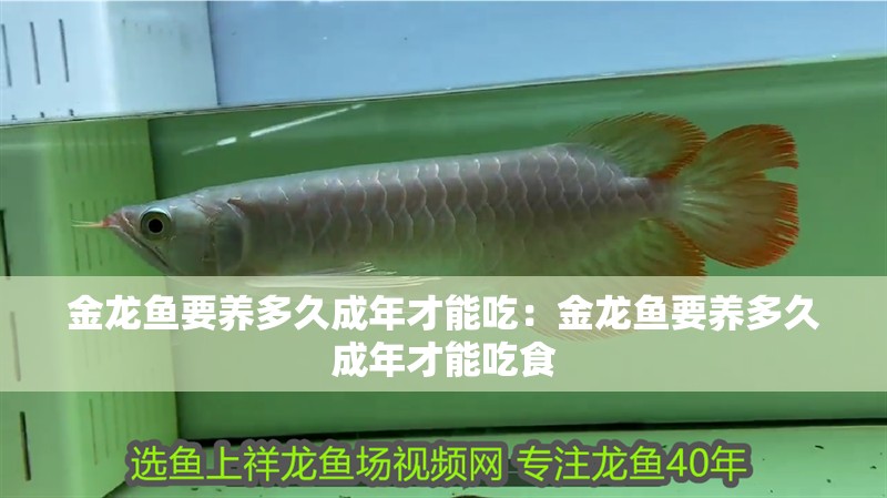 金龍魚要養多久成年才能吃：金龍魚要養多久成年才能吃食