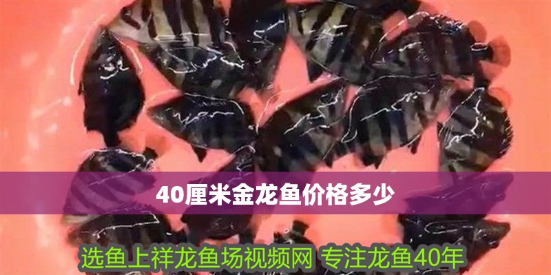 40厘米金龍魚價格多少