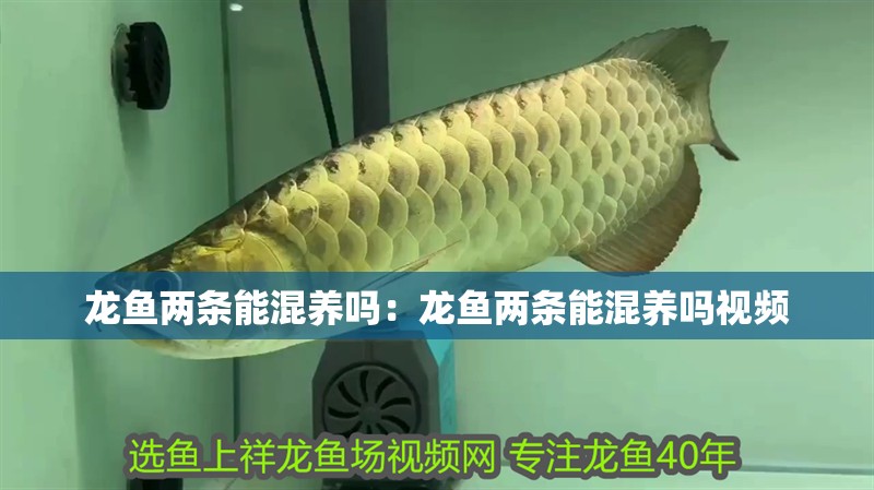 龍魚兩條能混養嗎：龍魚兩條能混養嗎視頻