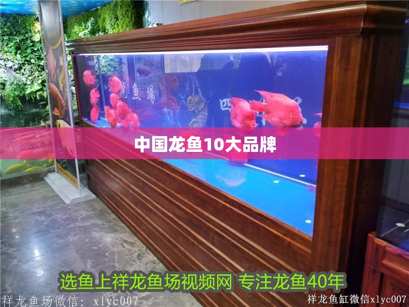 中國龍魚10大品牌