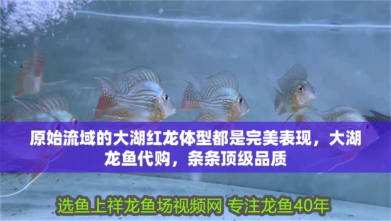 原始流域的大湖紅龍體型都是完美表現(xiàn)，大湖龍魚代購，條條頂級品質(zhì)