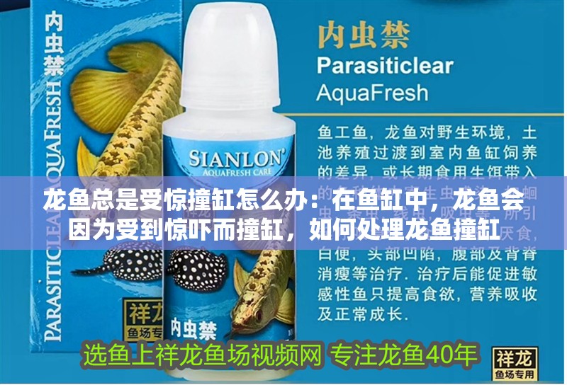 龍魚總是受驚撞缸怎么辦：在魚缸中，龍魚會因為受到驚嚇而撞缸，如何處理龍魚撞缸