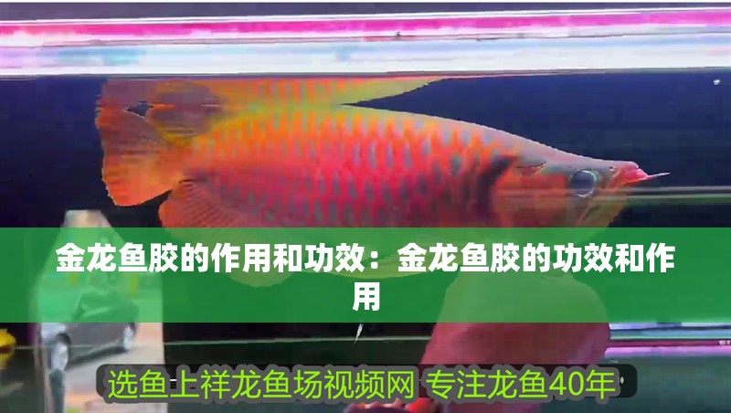 金龍魚(yú)膠的作用和功效：金龍魚(yú)膠的功效和作用