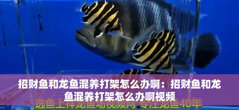 招財魚和龍魚混養打架怎么辦啊：招財魚和龍魚混養打架怎么辦啊視頻