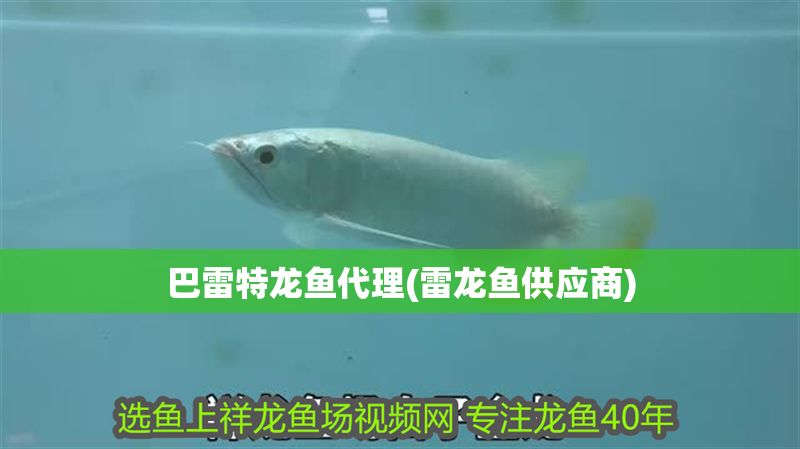 巴雷特龍魚代理(雷龍魚供應商)