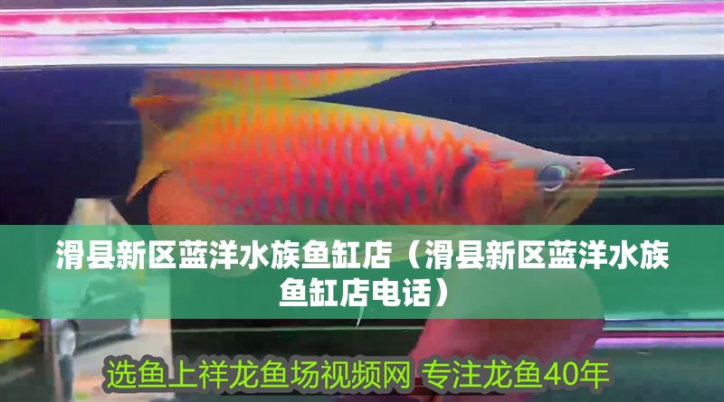 滑縣新區藍洋水族魚缸店（滑縣新區藍洋水族魚缸店電話）