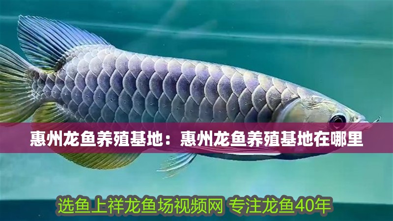 惠州龍魚養(yǎng)殖基地：惠州龍魚養(yǎng)殖基地在哪里