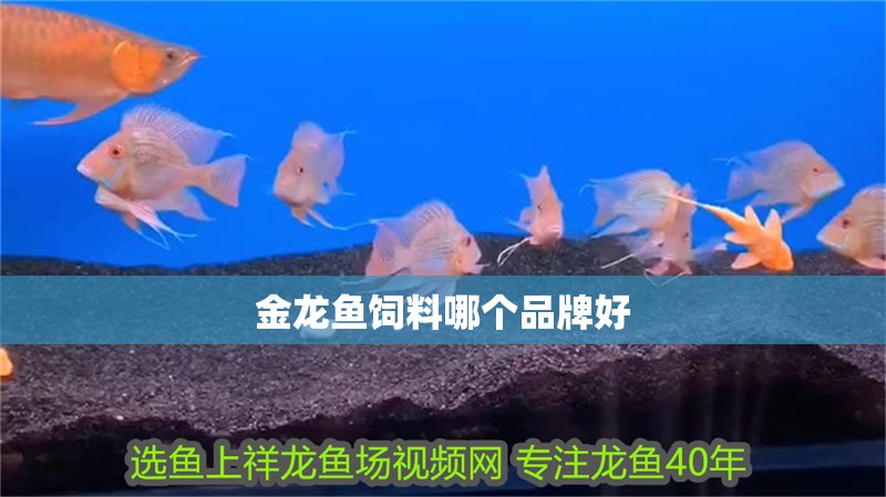 金龍魚飼料哪個品牌好