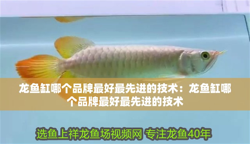 龍魚缸哪個品牌最好最先進的技術：龍魚缸哪個品牌最好最先進的技術