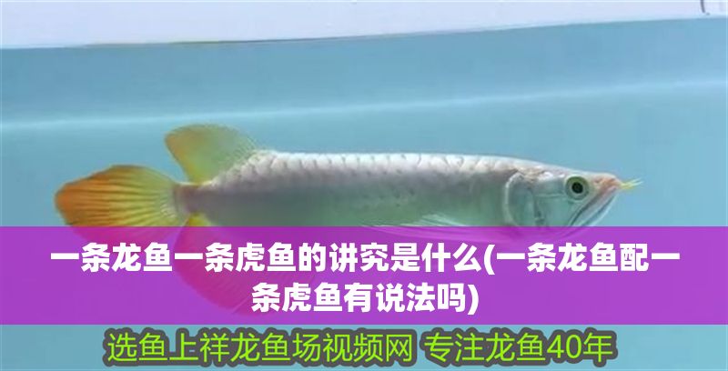 一條龍魚一條虎魚的講究是什么(一條龍魚配一條虎魚有說法嗎)