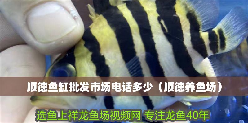 順德魚缸批發(fā)市場(chǎng)電話多少（順德養(yǎng)魚場(chǎng)）