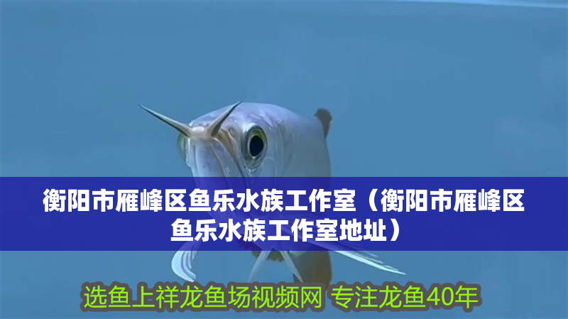 衡陽市雁峰區(qū)魚樂水族工作室（衡陽市雁峰區(qū)魚樂水族工作室地址）