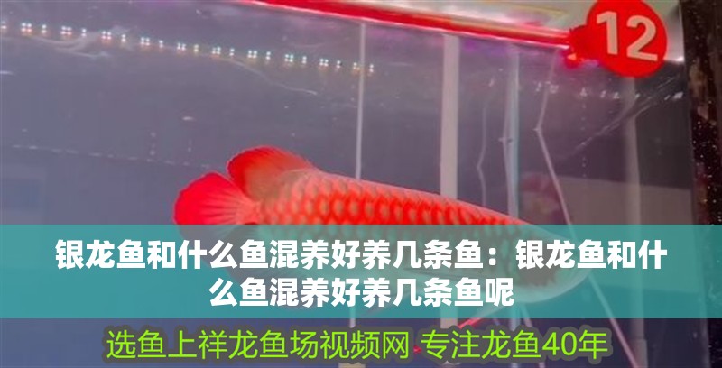 銀龍魚和什么魚混養(yǎng)好養(yǎng)幾條魚：銀龍魚和什么魚混養(yǎng)好養(yǎng)幾條魚呢