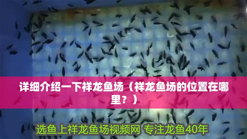 詳細介紹一下祥龍魚場（祥龍魚場的位置在哪里？）
