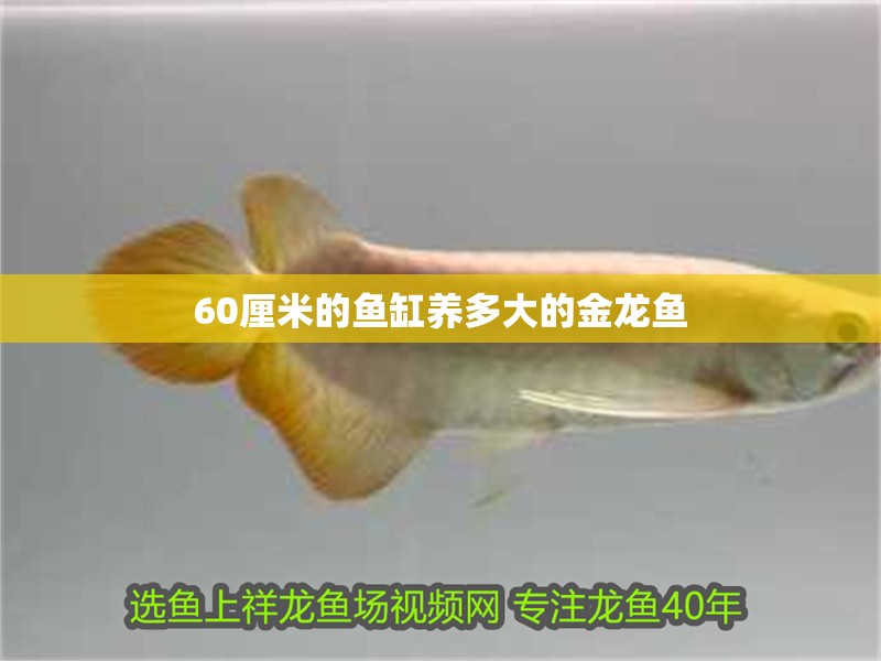60厘米的魚缸養多大的金龍魚