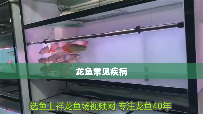 龍魚常見疾病