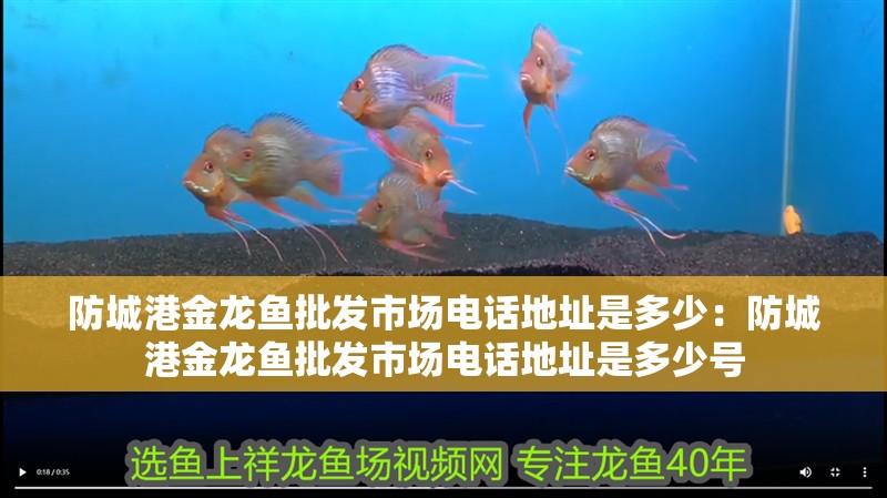 防城港金龍魚批發市場電話地址是多少：防城港金龍魚批發市場電話地址是多少號