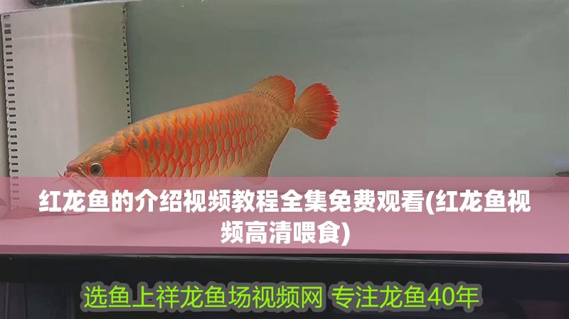 紅龍魚(yú)的介紹視頻教程全集免費(fèi)觀看(紅龍魚(yú)視頻高清喂食)