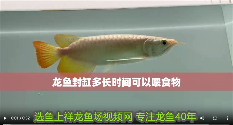 龍魚封缸多長時間可以喂食物
