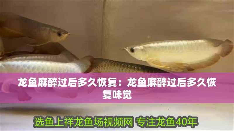 龍魚麻醉過后多久恢復：龍魚麻醉過后多久恢復味覺