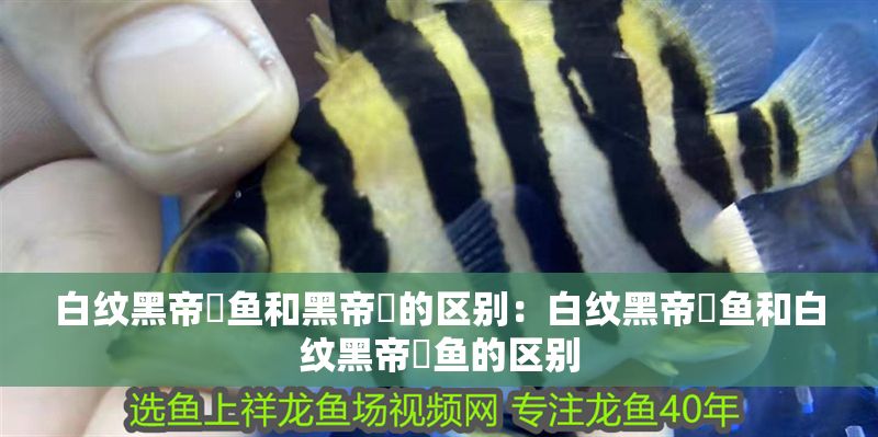 白紋黑帝魟魚和黑帝魟的區(qū)別：白紋黑帝魟魚和白紋黑帝魟魚的區(qū)別